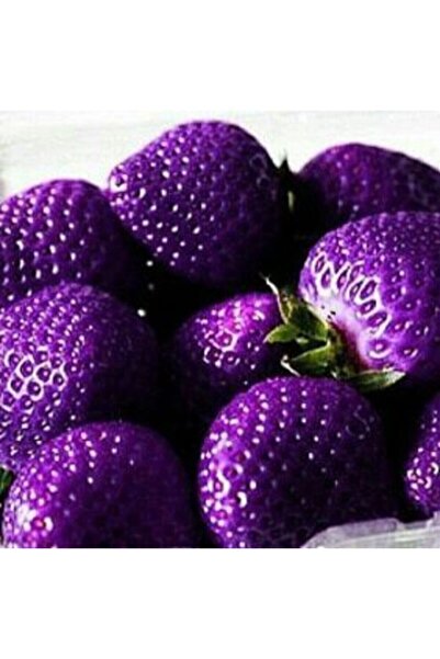 Tohum Dünyam 10 15 Adet Mor Çilek Tohumu