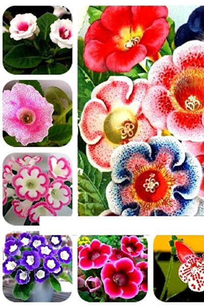 Tohum Dünyam Bardak Menekşe Karışık Tohumu 5 Adet