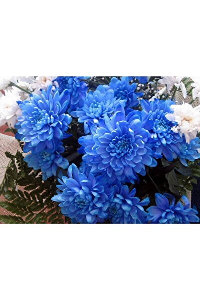 Tohum Dünyam Mavi Renkli Krizentem (kasımpatı) Çiçeği Tohumu