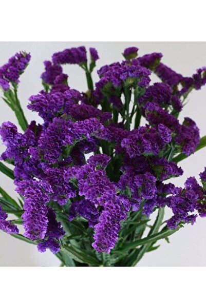 Tohum Dünyam Mor Deniz Lavantası Lımonıum Çiçek Tohumu 10 15 Adet