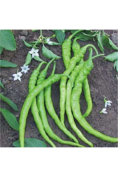 Patika Botanik Acı Ilıca Biber Tohumu