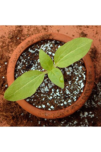 Asenya Tarım Perliti 2.5 Lt Perlit Köklendirme Perliti Sera Perliti Zirai Perlit Madeni Doğal Steril Perlit