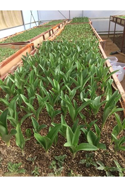 Genel Markalar Salep Fidesi 55 Adet Orkide Orchis Serapias Arılı Sahlep