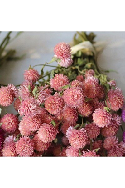 Tohum Dünyam Somon Rengi Medine Çiçeği (hanım Düğmesi) Çiçek Tohumu 10 15 Adet