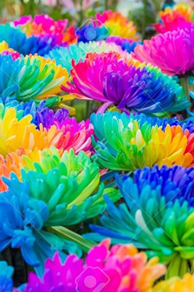 Tohum Dünyam Renkli Himalaya Orkide Tohumu 10 Adet