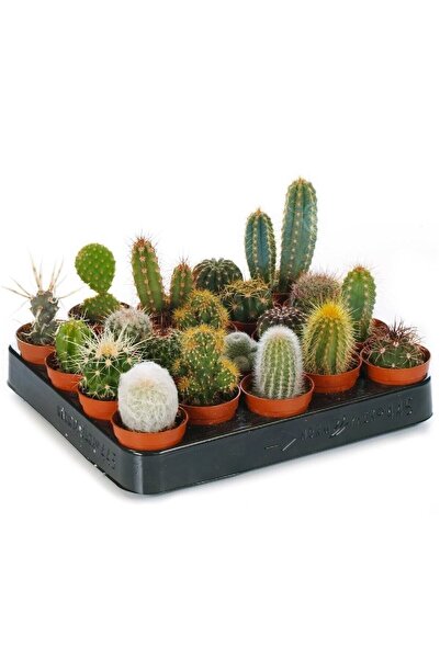 EGZOTİKBAHÇE 10 Adet Kaktüs Seti 5,5cm Saksıda