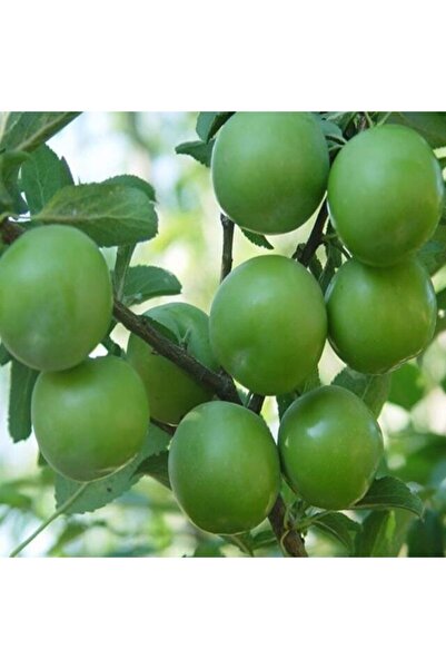 Bitki Dizayn Tüplü Yarı Bodur Yemesi Güzel Çıtır Sulu Yeşil Papaz Erik Fidanı