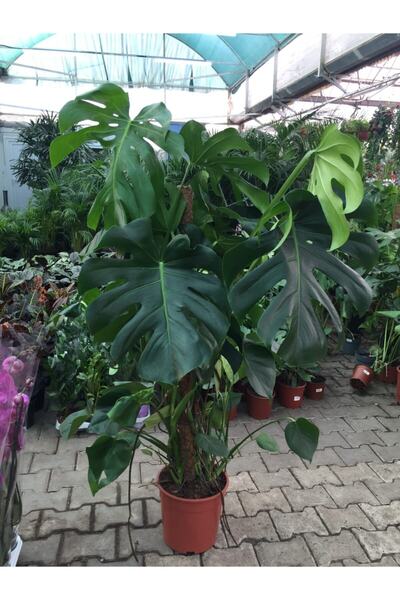 TERRARİUM GARDEN Monstera Deve Tabanı