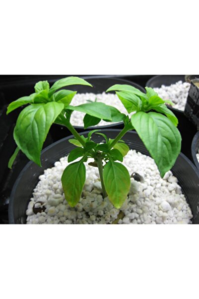 Asenya Tarım Perliti 20 Lt Perlit Köklendirme Perliti Sera Perliti Zirai Perl...