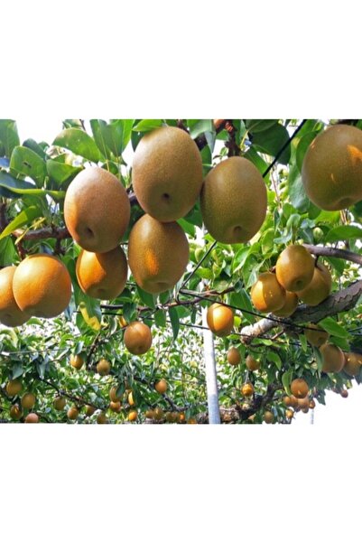 Bitki Dizayn Tüplü Yarı Bodur Japon Nashi Armut Fidanı