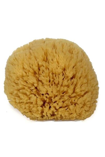 Genel Markalar Organik Orta Boy Deniz Süngeri