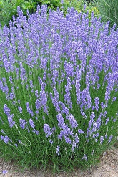 Genel Markalar 100 Adet Intermedia Lavanta Fidesi Tohumu