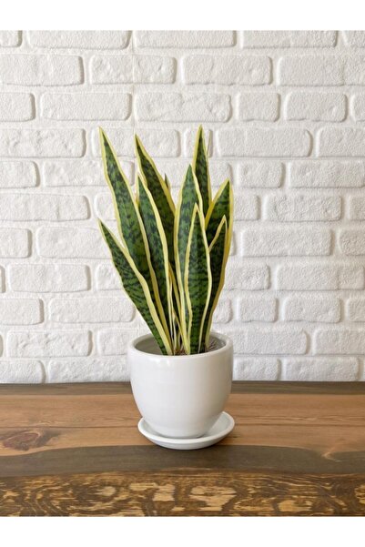 odka Saksı Tabaklı 15cm Klasik Saksı Serisi