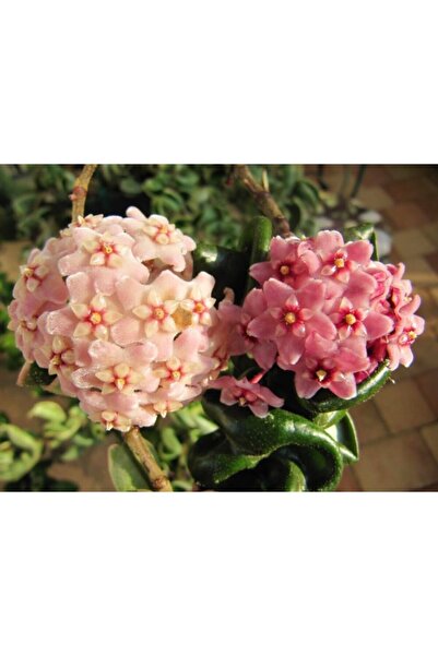 Aysima Çiçekevi Mum Çiçeği,hoya Carnosa, 20 cm