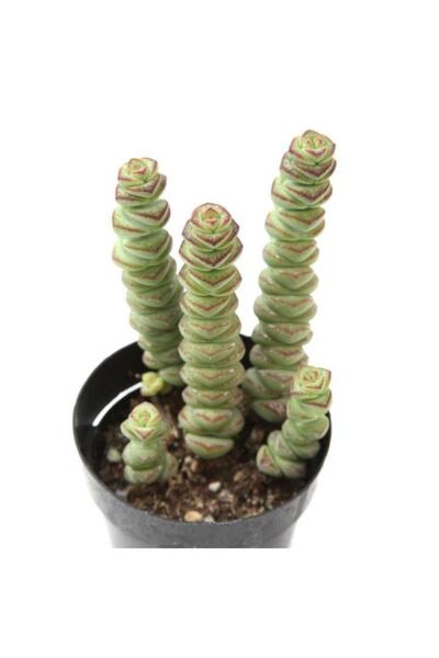 LEVANT Crassula Babys Necklace Bitki