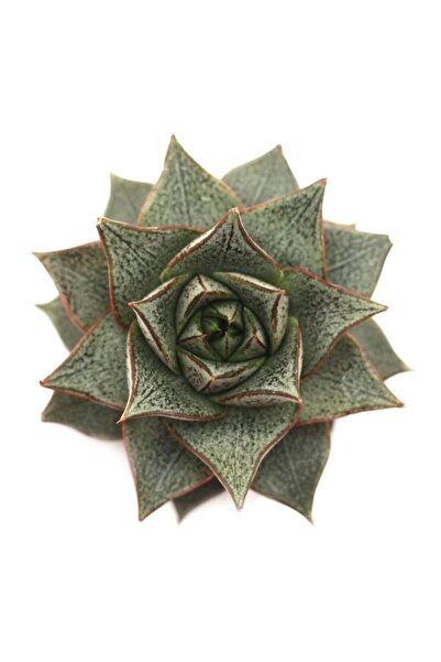 LEVANT Echeveria Porpusorum Sukulent