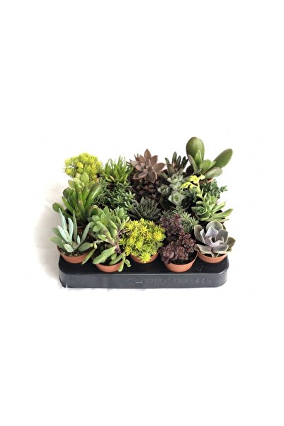 FİDAN PAZARI 20 Adet Duble Sukulent Mix Paket