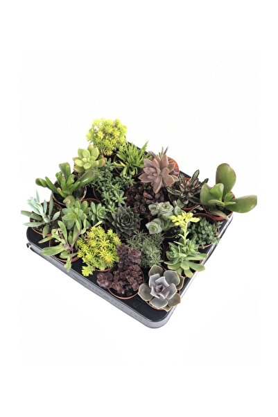 FİDAN PAZARI 20 Adet Duble Sukulent Mix Paket