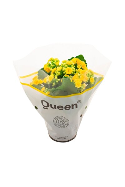 Genel Markalar Kalanşo Kalachoe (emel Hanım) Çiçeği Sarı Renk