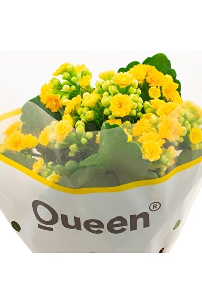 Genel Markalar Kalanşo Kalachoe (emel Hanım) Çiçeği Sarı Renk