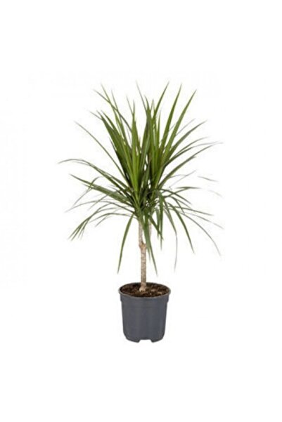 TESÇİÇEK Dracena Marginata Tekli