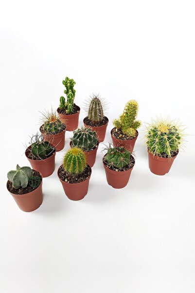 Toptan Kaktüs 10 Lu Kaktüs Set - Özel Türler - 5.5 Cm Saksıda