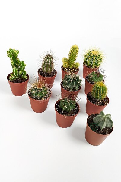 Toptan Kaktüs 10 Lu Kaktüs Set - Özel Türler - 5.5 Cm Saksıda
