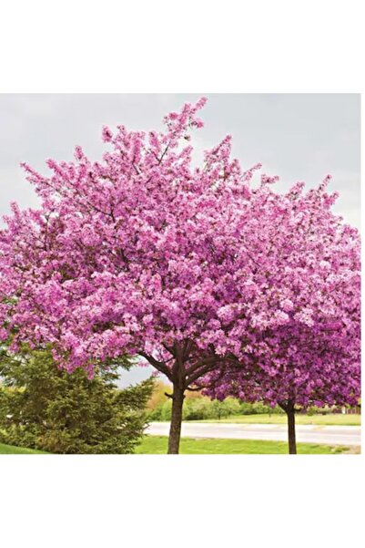 Asenya Erguvan Tohumu 5 Adet Tohum Süs Bitkisi Tohumu Ağaç Tohumları Erguvan ...