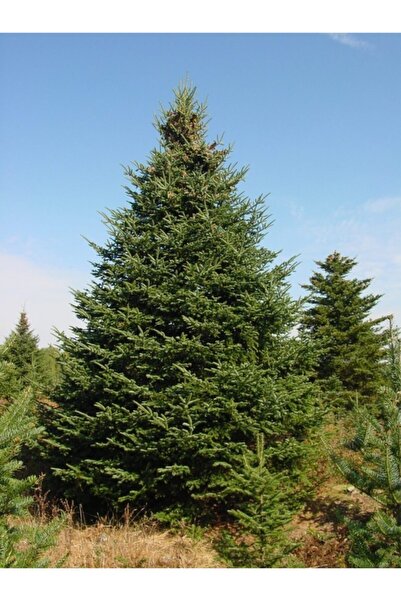 Doğalsan Tarım Göknar (köknar) Tohumu 40 Adet Tohum Ağaç Tohumları Süs Bitkis...