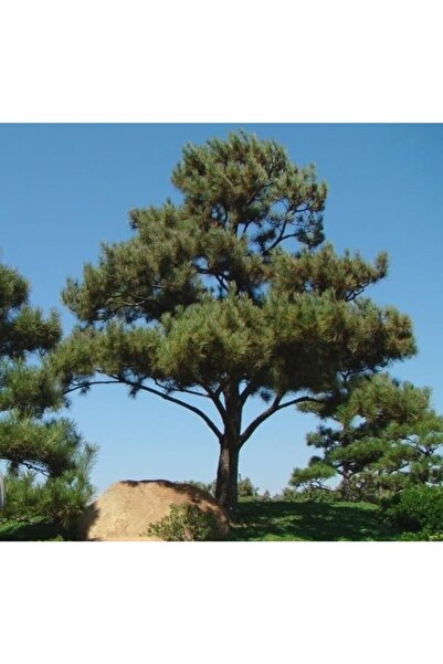 Asenya Karaçam Tohumu 500 Gr ( 16.600 Adet Tohum )doğal Kara Çam Tohumu Pinus...