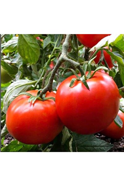 Patika Botanik 1000 Adet Etli Orta Yuvarlak Domates Tohumu Msc50