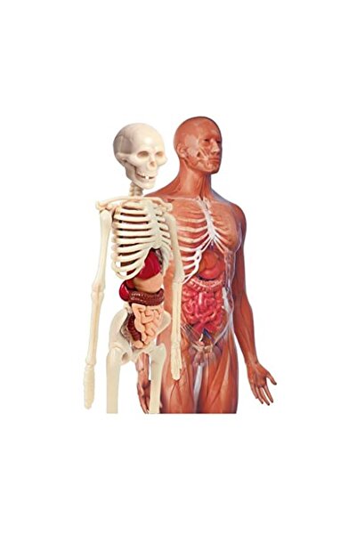 CLEMENTONI Marka: Clementoni - 64297 - Ilk Keşiflerim - Insan Anatomisi Kateg...