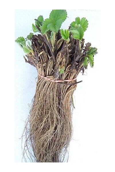 Genel Markalar 35 Adet Portola Çilek Fidesi Fidanı Açık Köklü Yediveren