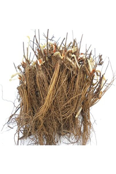 Genel Markalar 35 Adet Portola Çilek Fidesi Fidanı Açık Köklü Yediveren