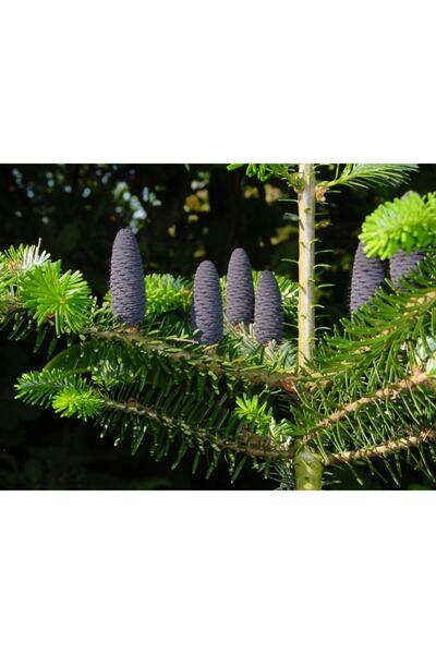 Asenya Göknar (köknar) Tohumu 10 Adet Tohum Ağaç Tohumları Süs Bitkisi Tohumu Tohum Çeşitleri