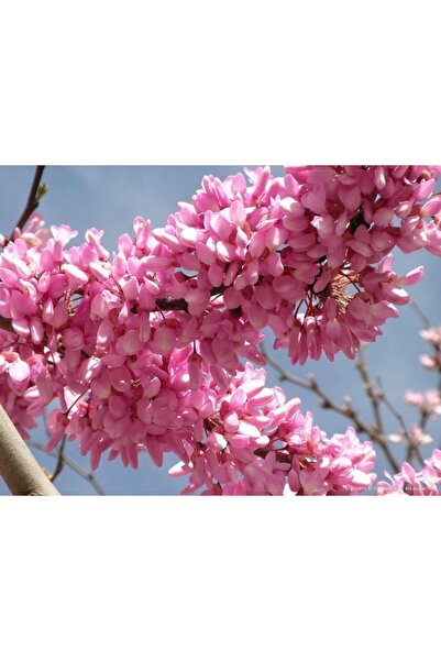 Doğalsan Tarım Erguvan Tohumu 5 Adet Tohum Ağaç Tohumu Çeşitleri Süs Bitkisi ...