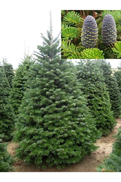 Asenya Göknar Tohumu 40 Adet Tohum Köknar Tohumu Çam Tohumu Göknar Çamı Tohumu Köknar Ağacı Tohumu