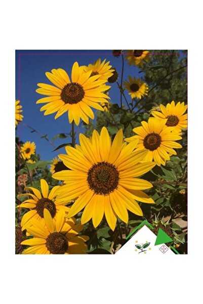 Ekodoğa Süs Ayçiçeği Tohumu 1 Paket Çiçek Tohumu Çiçek Tohumları Saksı Bitkis...