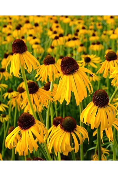 bahçevilya Bahçevilya Sarı Ekinezya Tohumu (50 TOHUM)