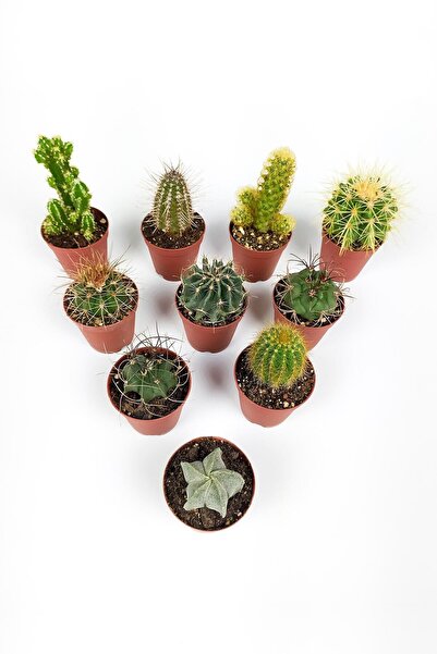 Toptan Kaktüs 10 Lu Kaktüs Set - Özel Türler - 5.5 Cm Saksıda