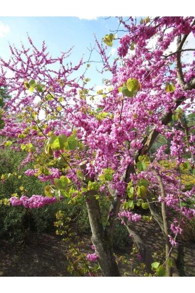 bahçevilya Erguvan Ağacı Tohumu (5 TOHUM)