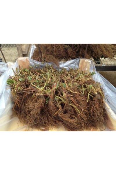 ÇİÇEKLİFE 96 Adet Albion Çilek Fidesi Kokolu Ve 1 Inci Sınıf Açık Köktür