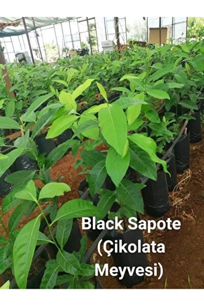 Alanyatropikal Tüplü Çikolata Meyvesi Black Sapote Ağacı Fidanı(80 Cm) Üzeri