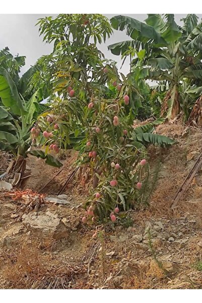 Genel Markalar Tüplü Tropikal Egzotik Mango Fidanı 5 Adet 80 120 Cm