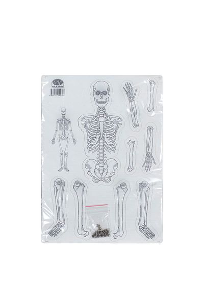 Elif İş Eğitim Cardboard Skeleton Set System - Model