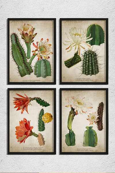 Dekor Loft Pictură de perete cu rame din pin natural, plante antice, cactus, set de 4