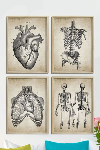 Dekor Loft Set de 4 tablouri de perete cu cadru de pin natural Anatomie umană