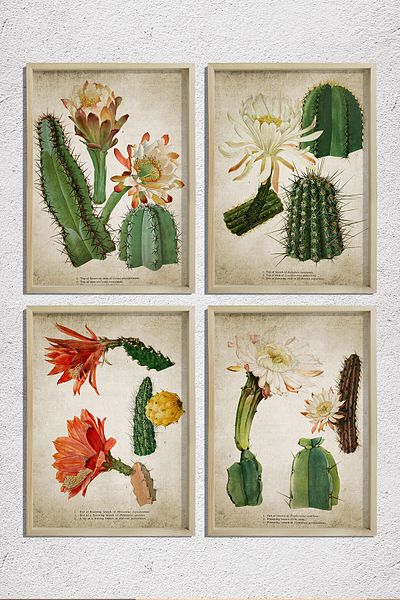 Dekor Loft Pictură de perete cu rame din pin natural, plante antice, cactus, set de 4