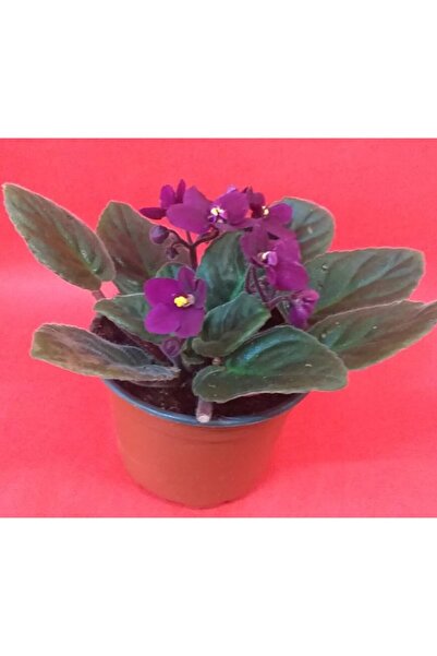 ÜÇLER ÇİÇEK Afrika Menekşesi 15-20 Cm Büyüklüğünde