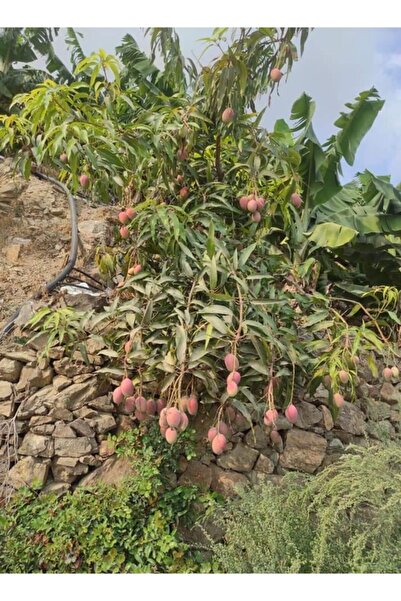 Genel Markalar Tüplü Tropikal Egzotik Mango Fidanı 5 Adet 80 120 Cm